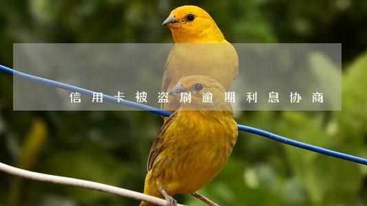 信用卡被盗刷逾期利息协商