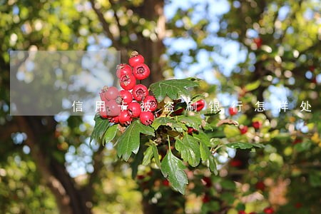信用卡被盗刷银行怎样处理逾期 信用卡被盗刷银行怎样处理逾期