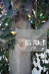 信用卡被盗用逾期费用 信用卡被盗用逾期费用