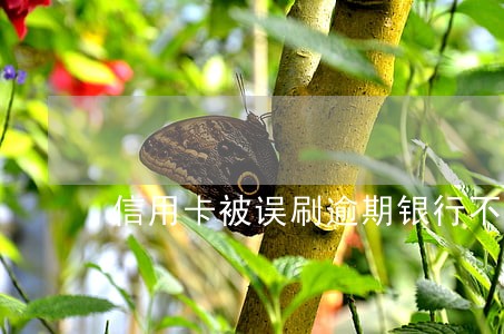 信用卡被误刷逾期银行不给改征信 信用卡被误刷逾期银行不给改征信