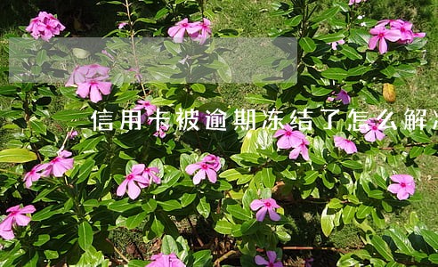 信用卡被逾期冻结了怎么解冻 信用卡被逾期冻结了怎么解冻