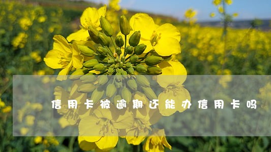 信用卡被逾期还能办信用卡吗