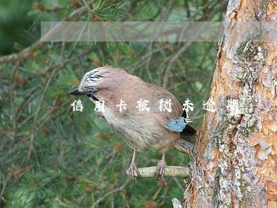 信用卡被锁未逾期