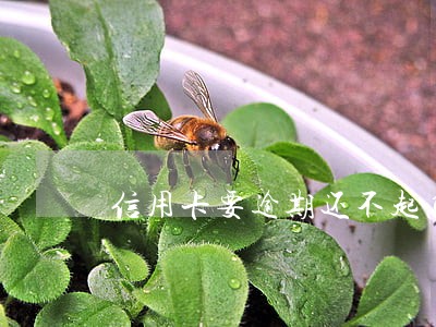 信用卡要逾期还不起怎么办