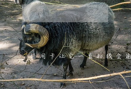 信用卡让它一直扣钱会逾期吗