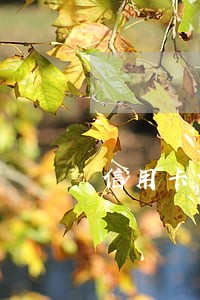 信用卡诈骗10万没有逾期 信用卡诈骗10万没有逾期