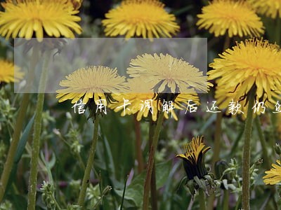 信用卡调解后还款仍然逾期 信用卡调解后还款仍然逾期