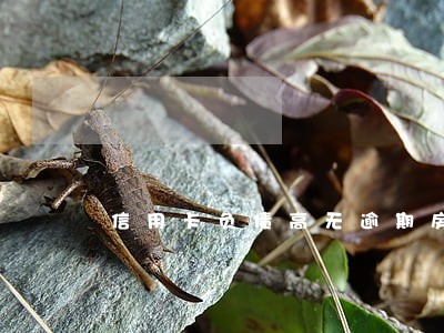 信用卡负债高无逾期房贷 信用卡负债高无逾期房贷