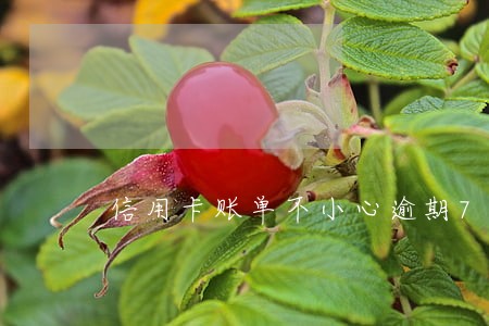 信用卡账单不小心逾期7天