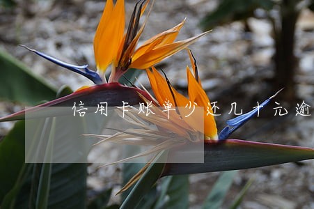 信用卡账单少还几十元逾期 信用卡账单少还几十元逾期