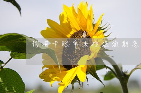 信用卡账单未推送逾期怎么办 信用卡账单未推送逾期怎么办