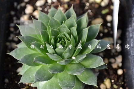 信用卡账单没有还完算逾期吗
