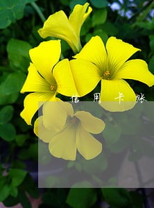 信用卡账单没还完算逾期吗 信用卡账单没还完算逾期吗