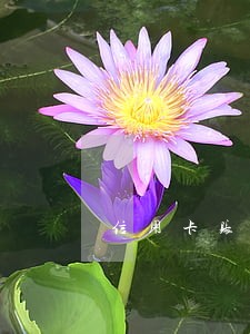 信用卡账单还最低还款算逾期吗 信用卡账单还最低还款算逾期吗