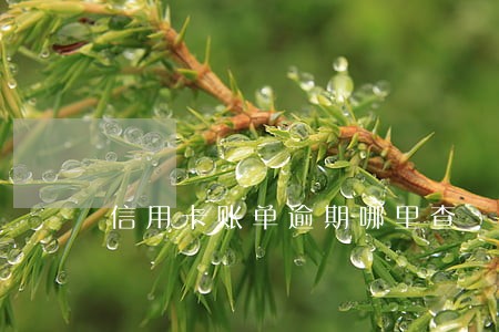 信用卡账单逾期哪里查 信用卡账单逾期哪里查