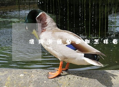 信用卡账单逾期怎样看 信用卡账单逾期怎样看