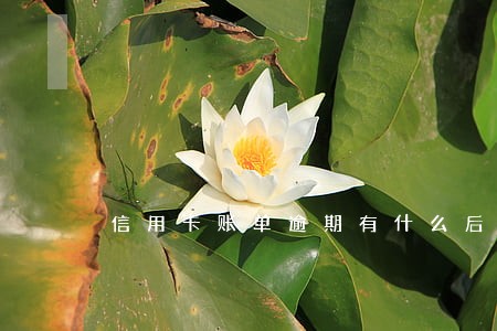 信用卡账单逾期有什么后果 信用卡账单逾期有什么后果