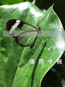 信用卡账单逾期未提醒怎么投诉 信用卡账单逾期未提醒怎么投诉
