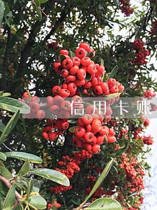 信用卡账单逾期没还能消费吗 信用卡账单逾期没还能消费吗