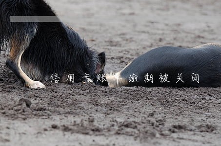 信用卡账单逾期被关闭 信用卡账单逾期被关闭