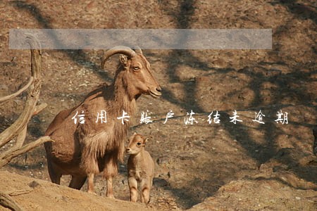 信用卡账户冻结未逾期 信用卡账户冻结未逾期