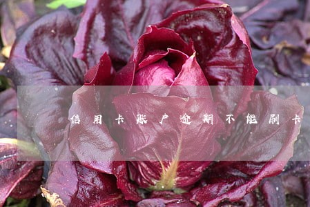 信用卡账户逾期不能刷卡了 信用卡账户逾期不能刷卡了