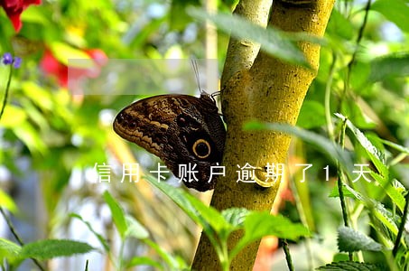 信用卡账户逾期了1天 信用卡账户逾期了1天