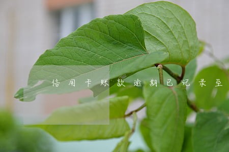 信用卡账款逾期已记录至信息库