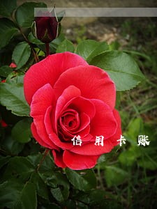信用卡账款逾期是什么意思
