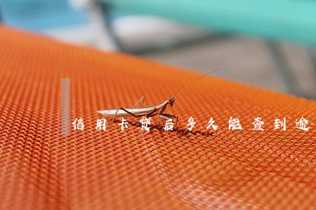 信用卡贷后多久能查到逾期 信用卡贷后多久能查到逾期