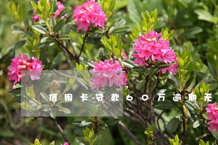 信用卡贷款60万逾期无法搅 信用卡贷款60万逾期无法搅