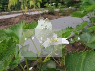 信用卡贷款和逾期