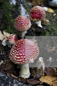 信用卡贷款有15次逾期 信用卡贷款有15次逾期