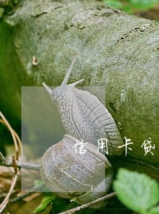 信用卡贷款能只还本金吗 信用卡贷款能只还本金吗