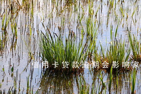信用卡贷款逾期会影响家里人 信用卡贷款逾期会影响家里人
