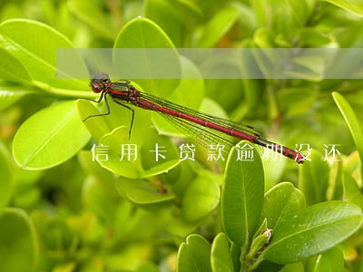 信用卡贷款逾期没还 信用卡贷款逾期没还