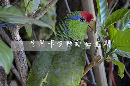 信用卡贷款面临逾期 信用卡贷款面临逾期