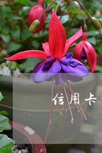 信用卡贷逾期三年 信用卡贷逾期三年