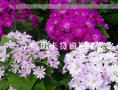 信用卡贷逾期了怎么办