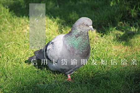 信用卡贷逾期发短信给亲人 信用卡贷逾期发短信给亲人
