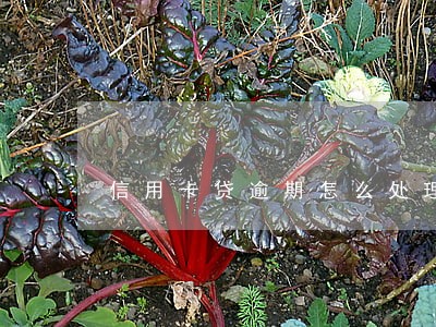 信用卡贷逾期怎么处理