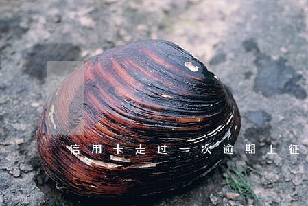信用卡走过一次逾期上征信吗