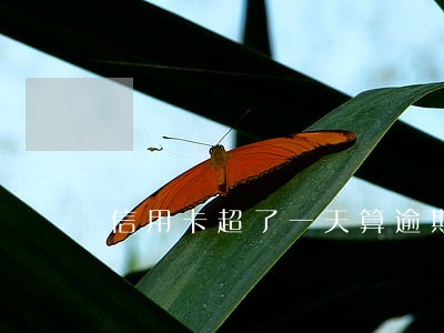 信用卡超了一天算逾期