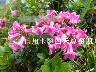 信用卡超四天算逾期吗