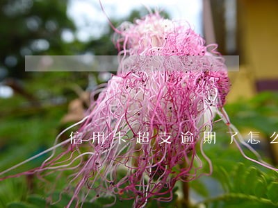 信用卡超支逾期了怎么办 信用卡超支逾期了怎么办