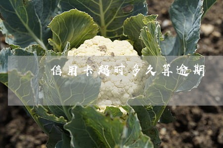 信用卡超时多久算逾期 信用卡超时多久算逾期