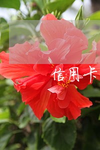 信用卡超期逾期还款 信用卡超期逾期还款