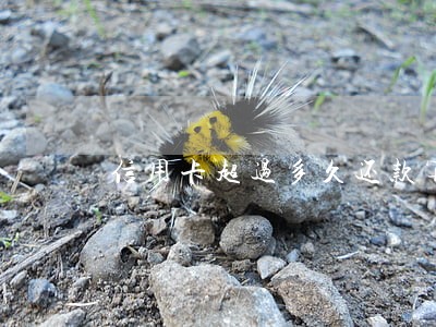 信用卡超过多久还款算逾期 信用卡超过多久还款算逾期