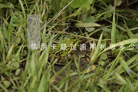信用卡超过逾期利息多少