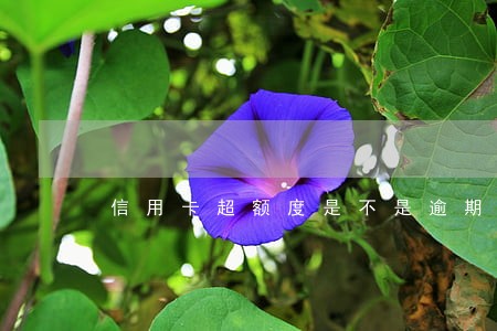 信用卡超额度是不是逾期记录 信用卡超额度是不是逾期记录